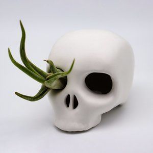 Skull with Air Plant